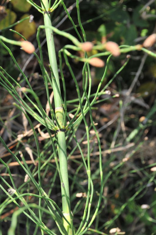 Equisetum ramosissimum